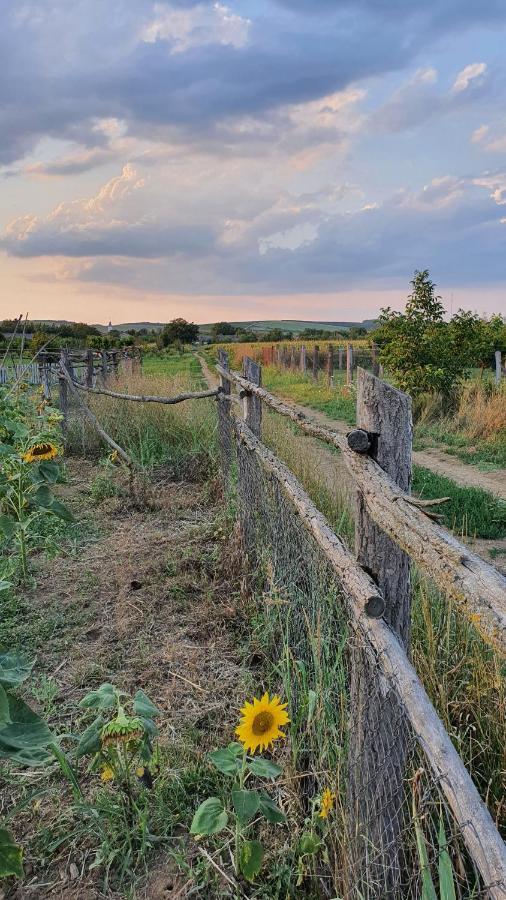Sobe Kod Baje - Baranjska Kuca Bed & Breakfast Karanac Bagian luar foto